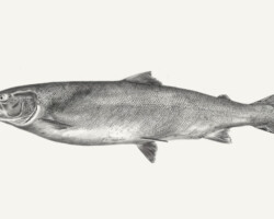 Drawn on an iPad, printed on 230 gsm fine paper Drawn on an iPad, printed on 230 gsm A3 fine paper