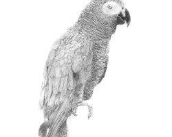 Scots Grey Parrot