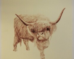 hirsel Highlander #1