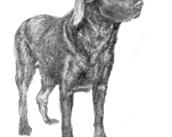 Tweed labrador